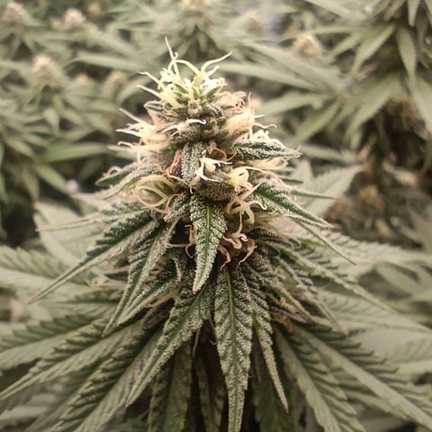 Bruce Banner #5 growlog timeline photo