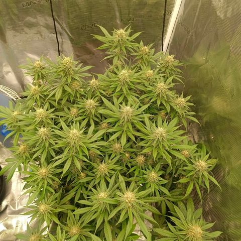 Mimosa x Orange Punch #1 growlog timeline photo