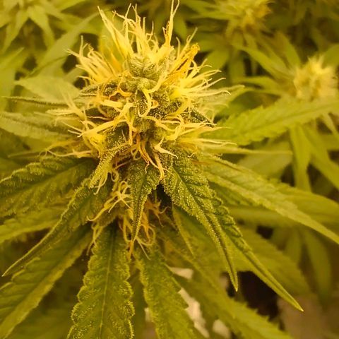 Mimosa x Orange Punch #1 growlog timeline photo