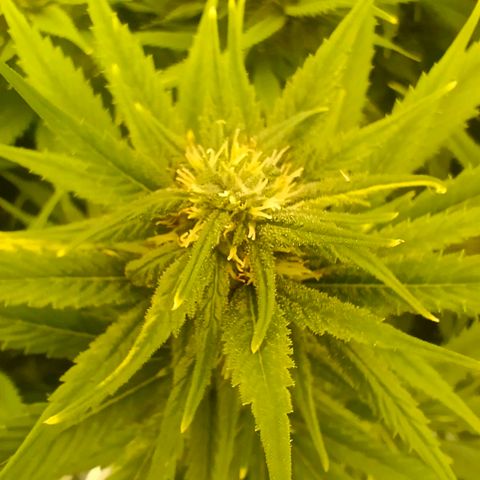 Special Skunk - Bulk seed bank growlog timeline photo