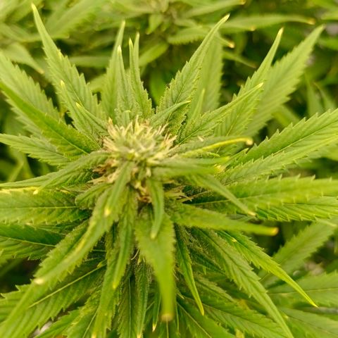 Special Skunk - Bulk seed bank growlog timeline photo