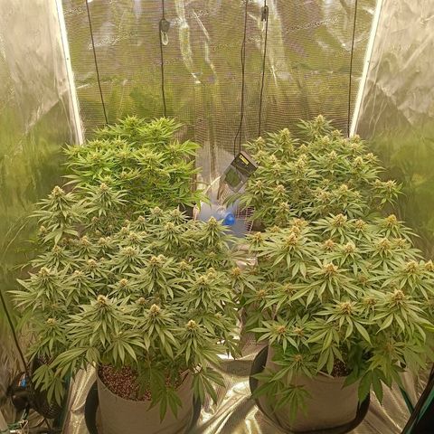 Bruce Banner #5 growlog timeline photo
