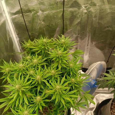 Special Skunk - Bulk seed bank growlog timeline photo