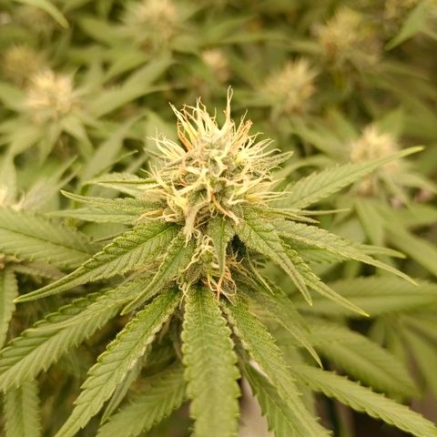 Mimosa x Orange Punch #1 growlog timeline photo