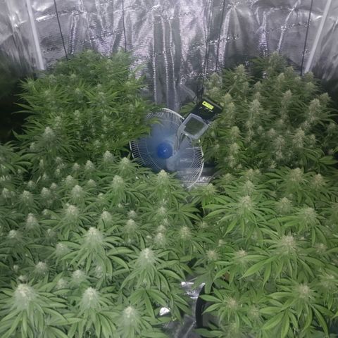 Bruce Banner #5 growlog timeline photo