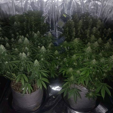 Bruce Banner #5 growlog timeline photo