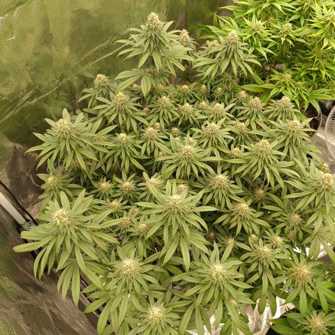 Bruce Banner #5 growlog timeline photo