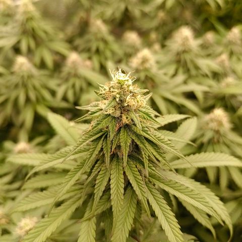 Bruce Banner #5 growlog timeline photo