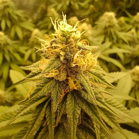 Bruce Banner #5 growlog timeline photo