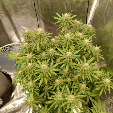 Mimosa x Orange Punch #1 growlog timeline photo