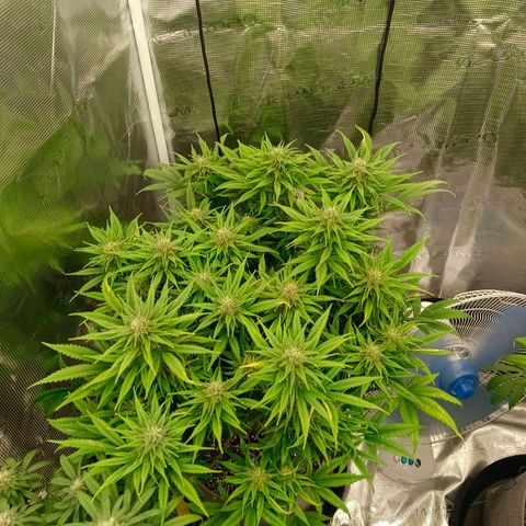 Special Skunk - Bulk seed bank growlog timeline photo