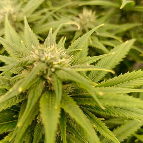 Special Skunk - Bulk seed bank growlog timeline photo