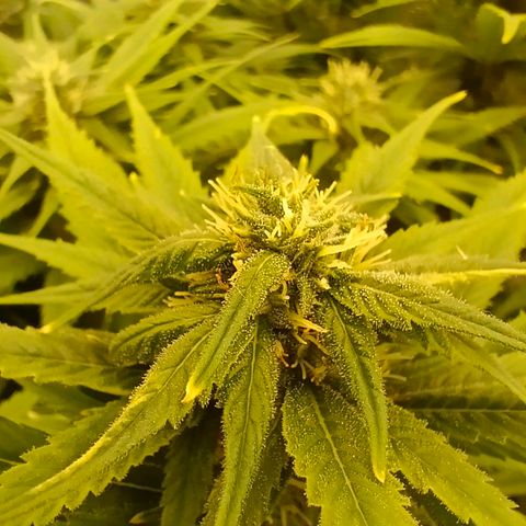 Special Skunk - Bulk seed bank growlog timeline photo