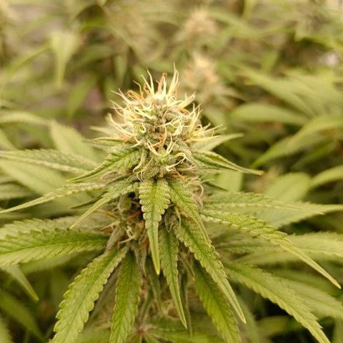 Mimosa x Orange Punch #1 growlog timeline photo