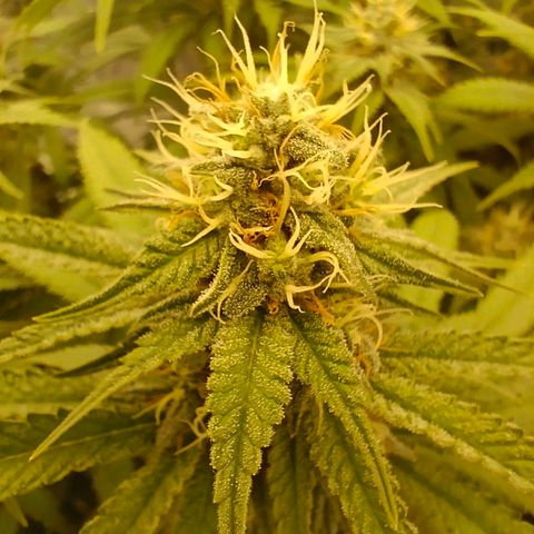 Mimosa x Orange Punch #1 growlog timeline photo