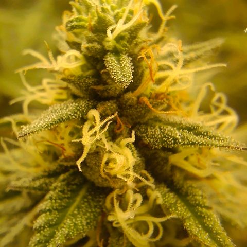 Bruce Banner #5 growlog timeline photo