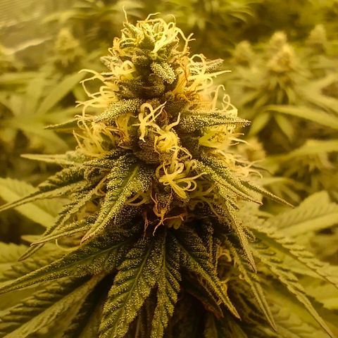 Bruce Banner #5 growlog timeline photo