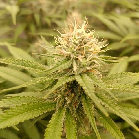 Mimosa x Orange Punch #1 growlog timeline photo
