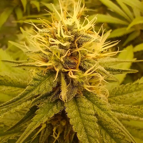 Mimosa x Orange Punch #1 growlog timeline photo