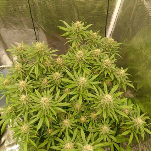 Mimosa x Orange Punch #1 growlog timeline photo