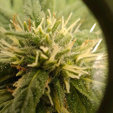 Special Skunk - Bulk seed bank growlog timeline photo