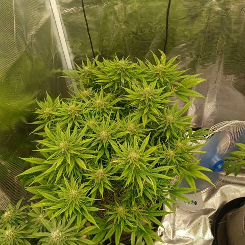 Special Skunk - Bulk seed bank growlog timeline photo