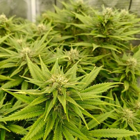 Special Skunk - Bulk seed bank growlog timeline photo