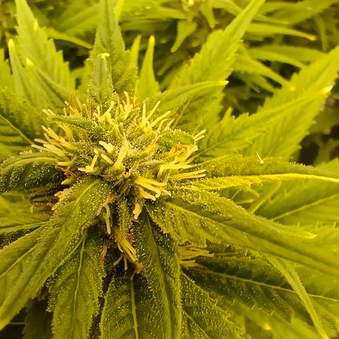Special Skunk - Bulk seed bank growlog timeline photo