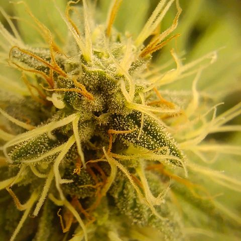 Mimosa x Orange Punch #1 growlog timeline photo