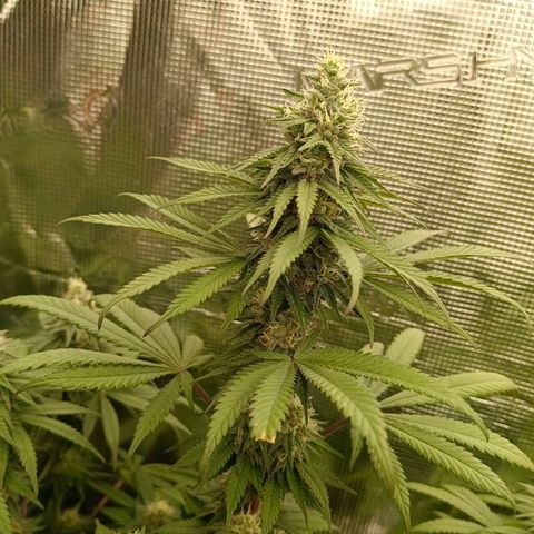 Bruce Banner #5 growlog timeline photo