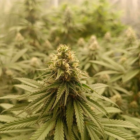 Bruce Banner #5 growlog timeline photo