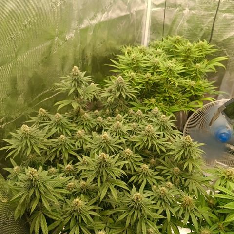Bruce Banner #5 growlog timeline photo