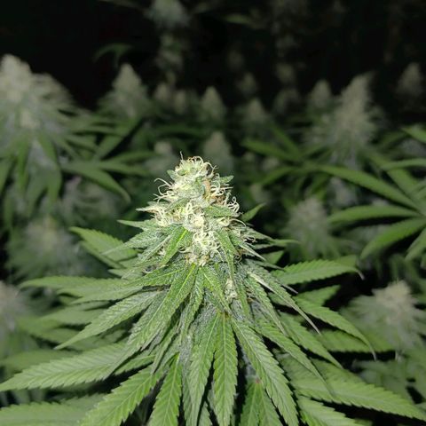 Bruce Banner #5 growlog timeline photo