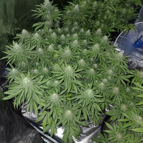 Bruce Banner #5 growlog timeline photo
