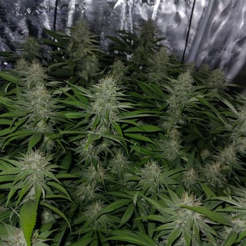 Mimosa x Orange Punch #1 growlog timeline photo