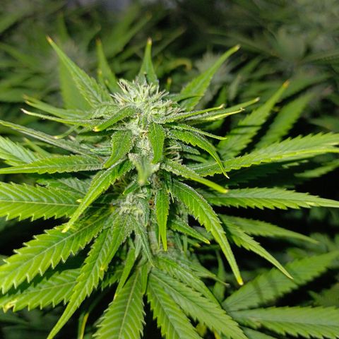 Special Skunk - Bulk seed bank growlog timeline photo