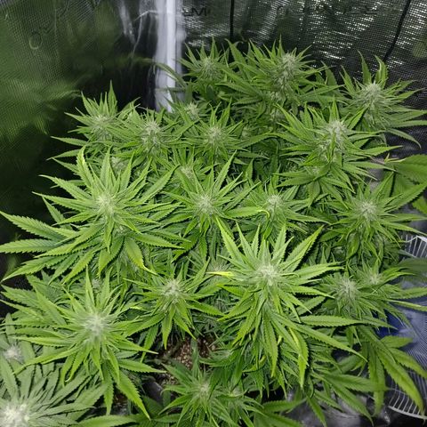 Special Skunk - Bulk seed bank growlog timeline photo