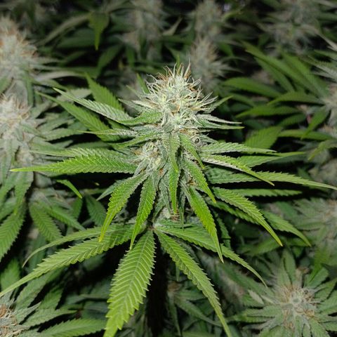 Mimosa x Orange Punch #1 growlog timeline photo