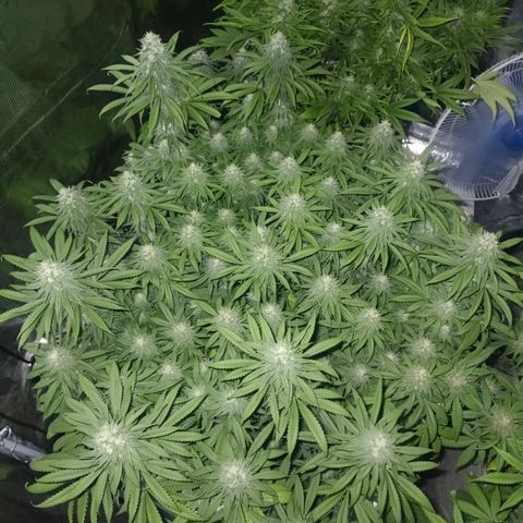 Bruce Banner #5 growlog timeline photo