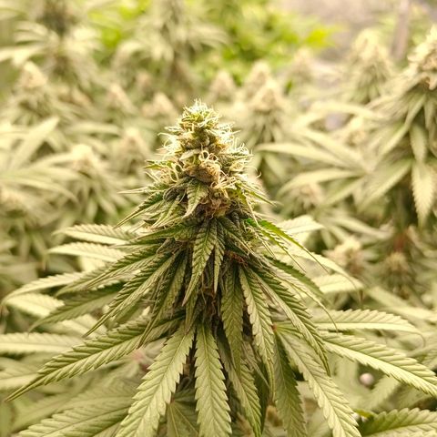 Bruce Banner #5 growlog timeline photo