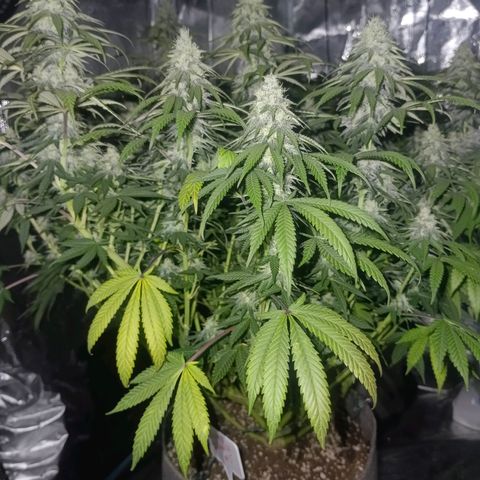 Bruce Banner #5 growlog timeline photo