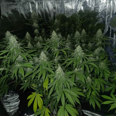 Bruce Banner #5 growlog timeline photo