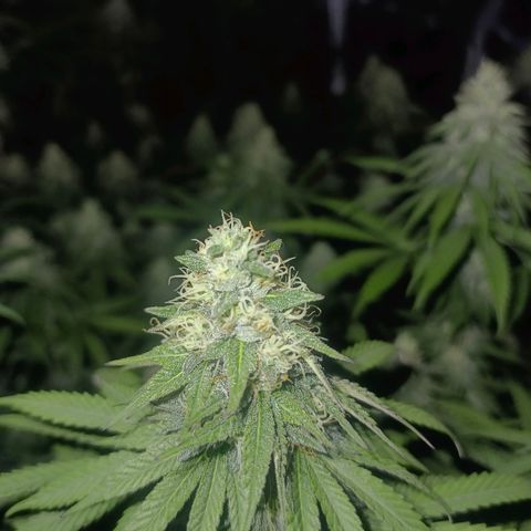 Bruce Banner #5 growlog timeline photo