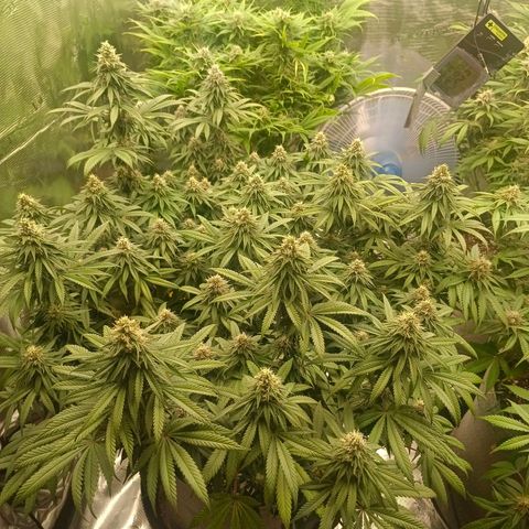 Bruce Banner #5 growlog timeline photo