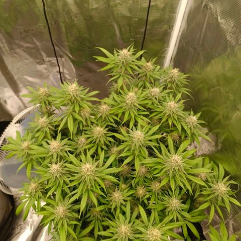Mimosa x Orange Punch #1 growlog timeline photo