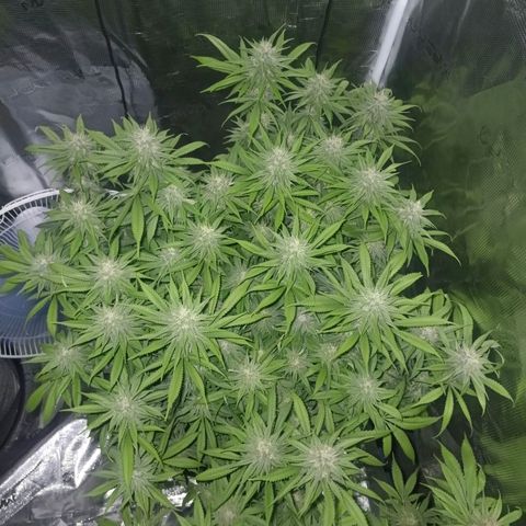 Mimosa x Orange Punch #1 growlog timeline photo