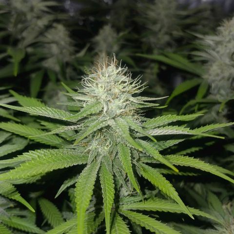 Mimosa x Orange Punch #1 growlog timeline photo