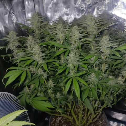 Mimosa x Orange Punch #1 growlog timeline photo