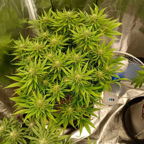 Special Skunk - Bulk seed bank growlog timeline photo