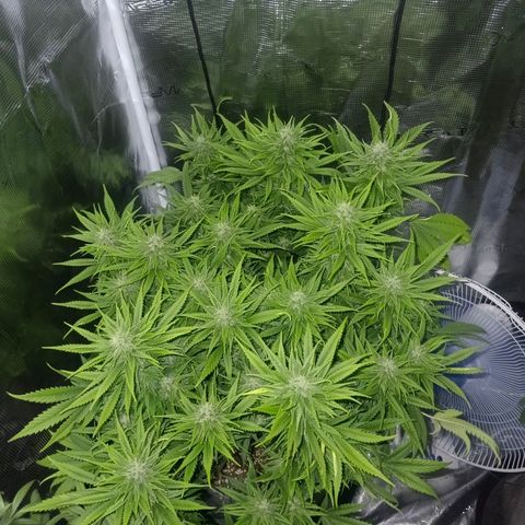 Special Skunk - Bulk seed bank growlog timeline photo